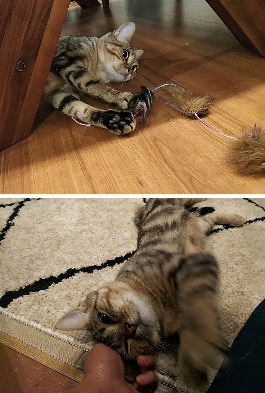 2koji.jpg