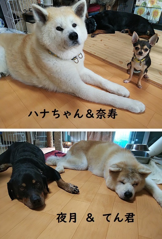 秋田.jpg