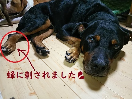 蜂1.jpg