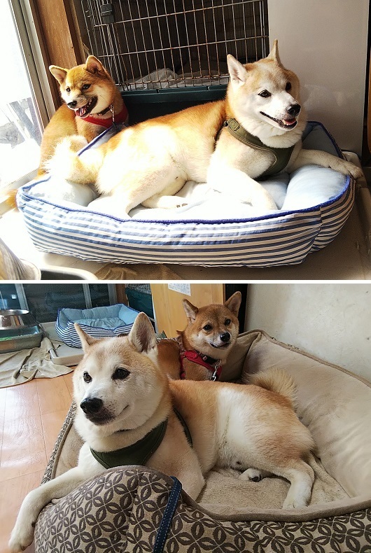 gentsuku.jpg