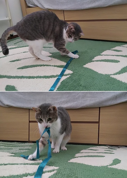 luna.jpg